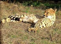 ジャガーでした
