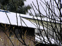 20110212雪の朝の庭