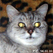 アビ近影