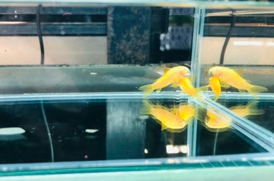 激レア コリドラス イルミネータス ゴールド アルビノ ペットのデパート東葛本店観賞魚２