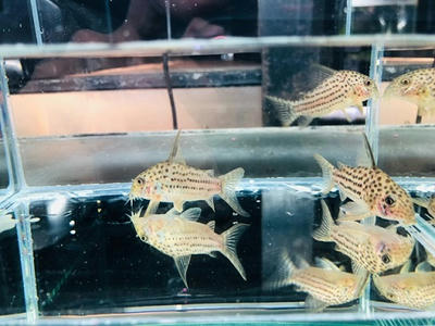コリドラス ラージスポットアラグアイエンシス クリスタリーノ ペットのデパート東葛本店観賞魚２