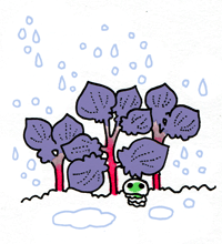 きそう　鬼草
