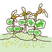 こうりょうさんそう　高梁山草