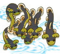みみつきどじょう　耳付鰌