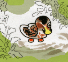 かためのかも　片目鴨