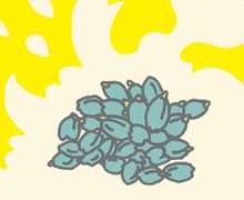 へきばく　碧麦