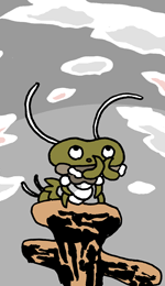 しょうじきおけら　正直螻蛄