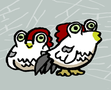 がまけい　蝦蟇鶏