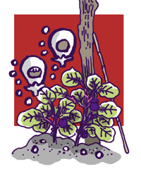 ^しびとなすび　死人茄