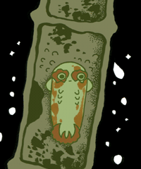 つゆおびだけ　露帯竹