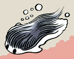 はつぎょ　髪魚