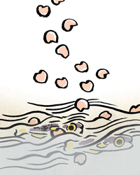 さくらうお　桜魚