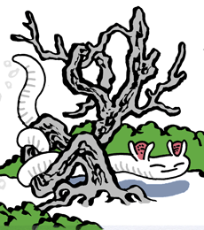 どうりんぼく　橈林木