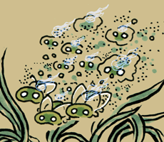 こぬかむし　米糠虫