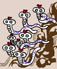 こくちなわ　小蝿