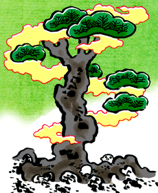 せんねんやなぎ　千年柳