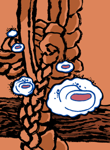 かざおり　風おり