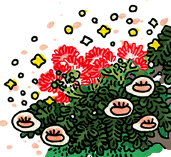 きれいなこうかぎ　綺麗な合歓