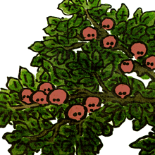 あかぼうず　赤坊主