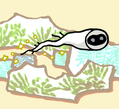 だいこんのしり　大根の尻