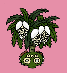 けいだきげ　鶏多枳花