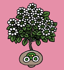 まりきゃげ　摩利迦花