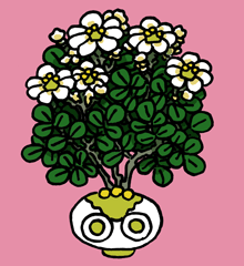 しくろげ　尸倶魯花