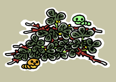 きんえいそう　金英草