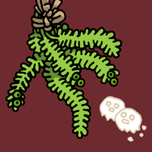 ホロケウキナ