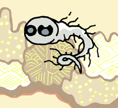 だいこんのけ　大根の毛