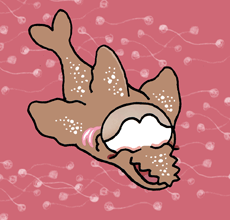 だいしつふか　大湿鋸鯊