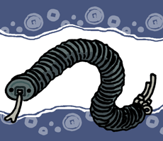 ぜにのへび　銭の蛇