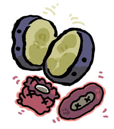 なすのつけもの　茄子の漬物