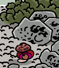 あかいかいがら　赤い貝殻