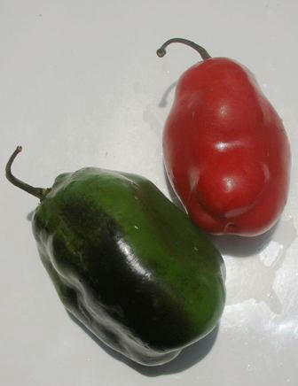 rocoto.jpg