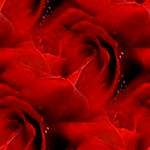 赤バラ壁紙　リップスティック