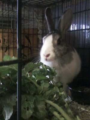 マリどうしましょ