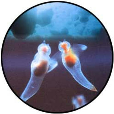 FI1739175_0E.jpg