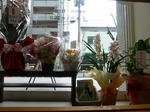 P20110304-flower.JPG