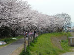 P20110411-sakura-1.JPG