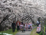 P20110411-sakura-2.JPG