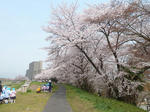 P20110411-sakura-4.JPG