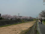P20110411-sakura-5.JPG