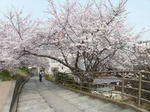 P20110411-sakura-6.JPG