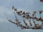 P20110411-sakura-7.JPG