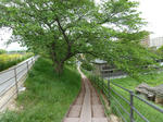 P20110507-sanpo-5.JPG