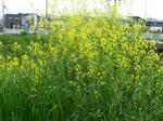P20110508-spring-1.JPG