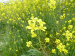 P20110508-spring-2.JPG