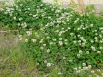 P20110508-spring-3.JPG