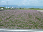 P20110508-spring-5.JPG